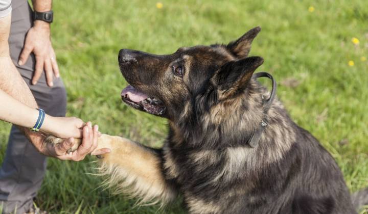 Werken met honden in onze 4voetertherapie