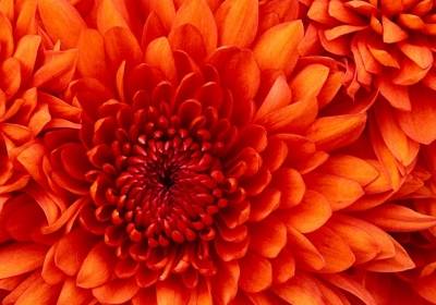 Chrysanthemum_NL